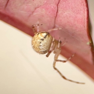 Cryptachaea veruculata at Campbelltown, NSW - 20 Jan 2024 02:16 PM