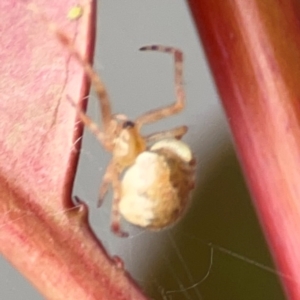 Cryptachaea veruculata at Campbelltown, NSW - 20 Jan 2024 02:16 PM