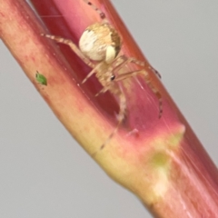 Cryptachaea veruculata at Campbelltown, NSW - 20 Jan 2024 02:16 PM