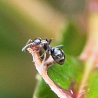 Iridomyrmex sp. (genus) (Ant) at Campbelltown, NSW - 20 Jan 2024 by Hejor1