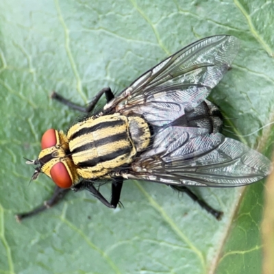 Oxysarcodexia varia at Campbelltown, NSW - 20 Jan 2024 by Hejor1