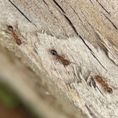 Myrmicinae (subfamily) at Campbelltown, NSW - 20 Jan 2024 02:21 PM