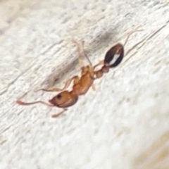 Myrmicinae (subfamily) at Campbelltown, NSW - 20 Jan 2024 02:21 PM