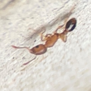 Myrmicinae (subfamily) at Campbelltown, NSW - 20 Jan 2024 02:21 PM