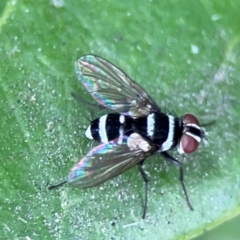 Unidentified Bristle Fly (Tachinidae) at Campbelltown, NSW - 20 Jan 2024 by Hejor1