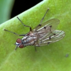 Unidentified Other true fly at Campbelltown, NSW - 20 Jan 2024 by Hejor1