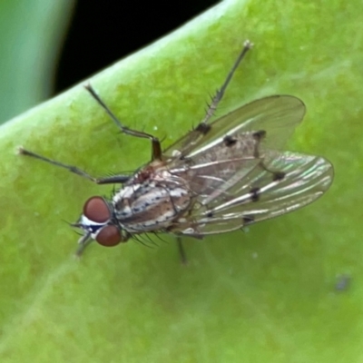 Anthomyia punctipennis at Campbelltown, NSW - 20 Jan 2024 by Hejor1