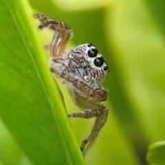 Unidentified Jumping or peacock spider (Salticidae) at Campbelltown, NSW - 20 Jan 2024 by Hejor1