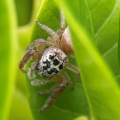 Opisthoncus polyphemus at Campbelltown, NSW - 20 Jan 2024 01:57 PM