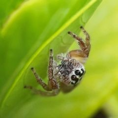 Opisthoncus polyphemus at Campbelltown, NSW - 20 Jan 2024 01:57 PM