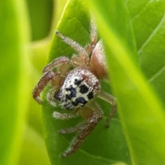 Opisthoncus polyphemus at Campbelltown, NSW - 20 Jan 2024 01:57 PM