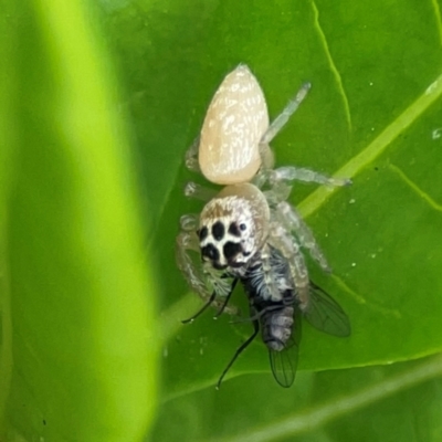 Opisthoncus polyphemus (Cyclops jumping spider) at Campbelltown, NSW - 20 Jan 2024 by Hejor1