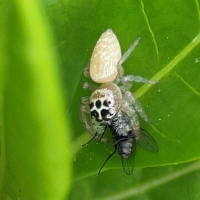 Unidentified Jumping or peacock spider (Salticidae) at Campbelltown, NSW - 20 Jan 2024 by Hejor1