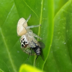 Opisthoncus polyphemus at Campbelltown, NSW - 20 Jan 2024 01:56 PM