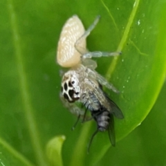 Opisthoncus polyphemus at Campbelltown, NSW - 20 Jan 2024 01:56 PM