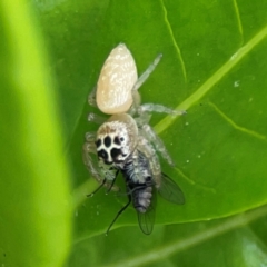 Opisthoncus polyphemus at Campbelltown, NSW - 20 Jan 2024 01:56 PM
