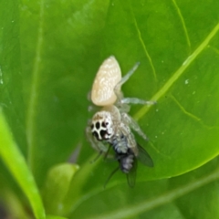 Opisthoncus polyphemus at Campbelltown, NSW - 20 Jan 2024 01:56 PM