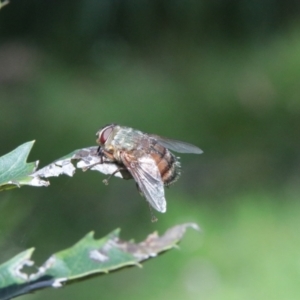 Rutilia sp. (genus) at QPRC LGA - 19 Jan 2024