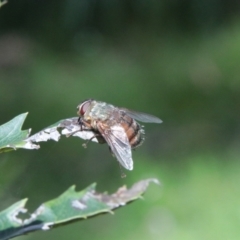Rutilia sp. (genus) (A Rutilia bristle fly, subgenus unknown) at Tallaganda National Park - 19 Jan 2024 by Csteele4