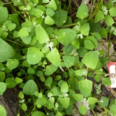 Einadia trigonos (Fishweed) at QPRC LGA - 20 Jan 2024 by FLyn