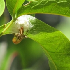 Oxyopes (genus) (Lynx spider) at Oaklands Park, SA - 4 Oct 2023 by angmarrob