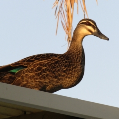 Anas superciliosa (Pacific Black Duck) at Oaklands Park, SA - 1 Oct 2023 by angmarrob