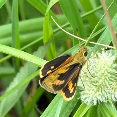 Ocybadistes walkeri (Green Grass-dart) at Kangaroo Valley, NSW - 20 Jan 2024 by lbradleyKV