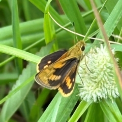 Ocybadistes walkeri at Kangaroo Valley, NSW - 20 Jan 2024