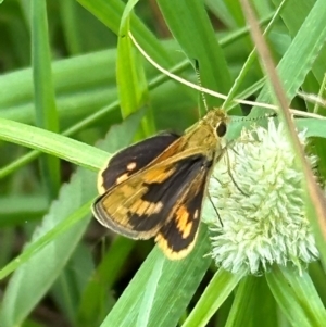 Ocybadistes walkeri at Kangaroo Valley, NSW - suppressed