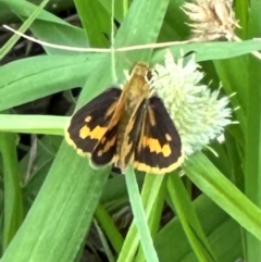 Ocybadistes walkeri at Kangaroo Valley, NSW - 20 Jan 2024