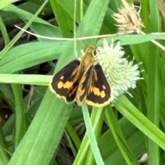 Ocybadistes walkeri at Kangaroo Valley, NSW - 20 Jan 2024