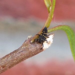 Harmonia conformis at Oaklands Park, SA - 30 Sep 2023