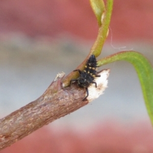Harmonia conformis at Oaklands Park, SA - 30 Sep 2023 03:30 AM