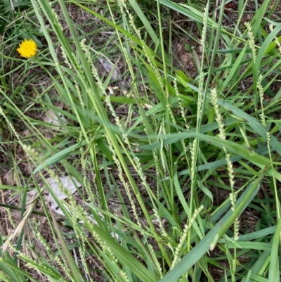 Paspalidium distans (Spreading Panic Grass) at Hall, ACT - 20 Jan 2024 by Rosie