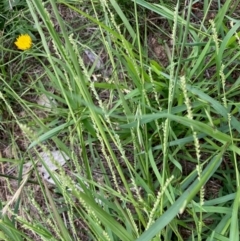 Paspalidium distans (Spreading Panic Grass) at Hall, ACT - 20 Jan 2024 by Rosie