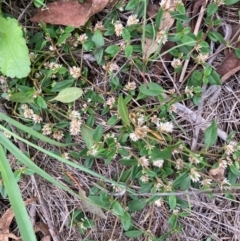 Alternanthera sp. A Flora of NSW (M. Gray 5187) J. Palmer at Hall, ACT - 20 Jan 2024 by Rosie