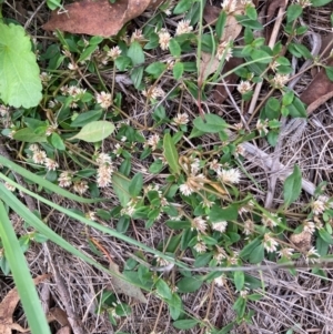 Alternanthera sp. A Flora of NSW (M. Gray 5187) J. Palmer at Hall, ACT - 20 Jan 2024 11:25 AM