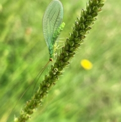 Chrysopidae (family) (Unidentified Green lacewing) at Hall, ACT - 20 Jan 2024 by Rosie
