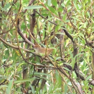 Cincloramphus timoriensis at Jarramlee-West MacGregor Grasslands - 20 Jan 2024