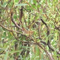 Cincloramphus timoriensis (Tawny Grassbird) at Wallaroo, ACT - 20 Jan 2024 by BenW