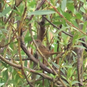 Cincloramphus timoriensis at Jarramlee-West MacGregor Grasslands - 20 Jan 2024