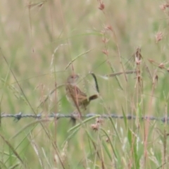 Cincloramphus timoriensis at Jarramlee-West MacGregor Grasslands - 20 Jan 2024