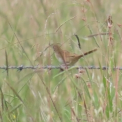 Cincloramphus timoriensis at Jarramlee-West MacGregor Grasslands - 20 Jan 2024