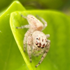 Unidentified Jumping or peacock spider (Salticidae) at Campbelltown, NSW - 20 Jan 2024 by Hejor1