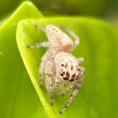 Opisthoncus sp. (genus) at Campbelltown, NSW - 20 Jan 2024 by Hejor1