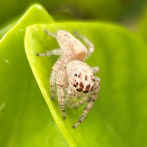 Opisthoncus sp. (genus) at Campbelltown, NSW - 20 Jan 2024 01:53 PM