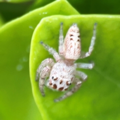 Opisthoncus sp. (genus) at Campbelltown, NSW - 20 Jan 2024 01:53 PM