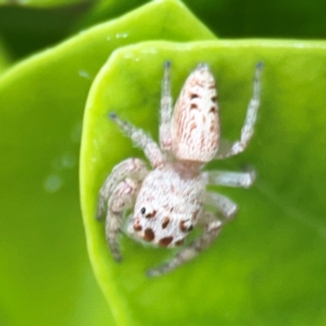 Opisthoncus sp. (genus) at Campbelltown, NSW - 20 Jan 2024 01:53 PM
