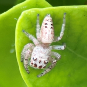 Opisthoncus sp. (genus) at Campbelltown, NSW - 20 Jan 2024 01:53 PM