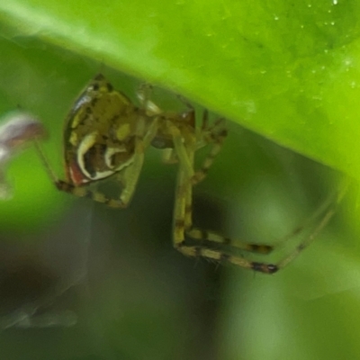 Theridion pyramidale (Tangle-web spider) at Campbelltown, NSW - 20 Jan 2024 by Hejor1